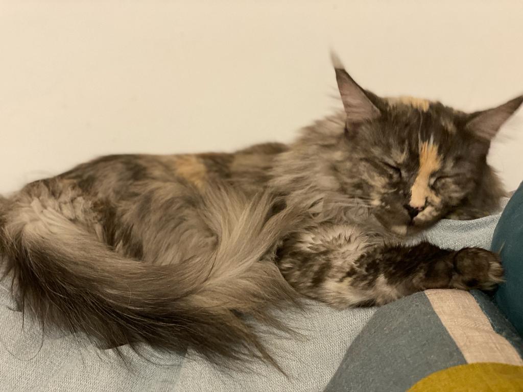 IT* Diva L'arcobaleno Felinox (Freyja) [Neutra]